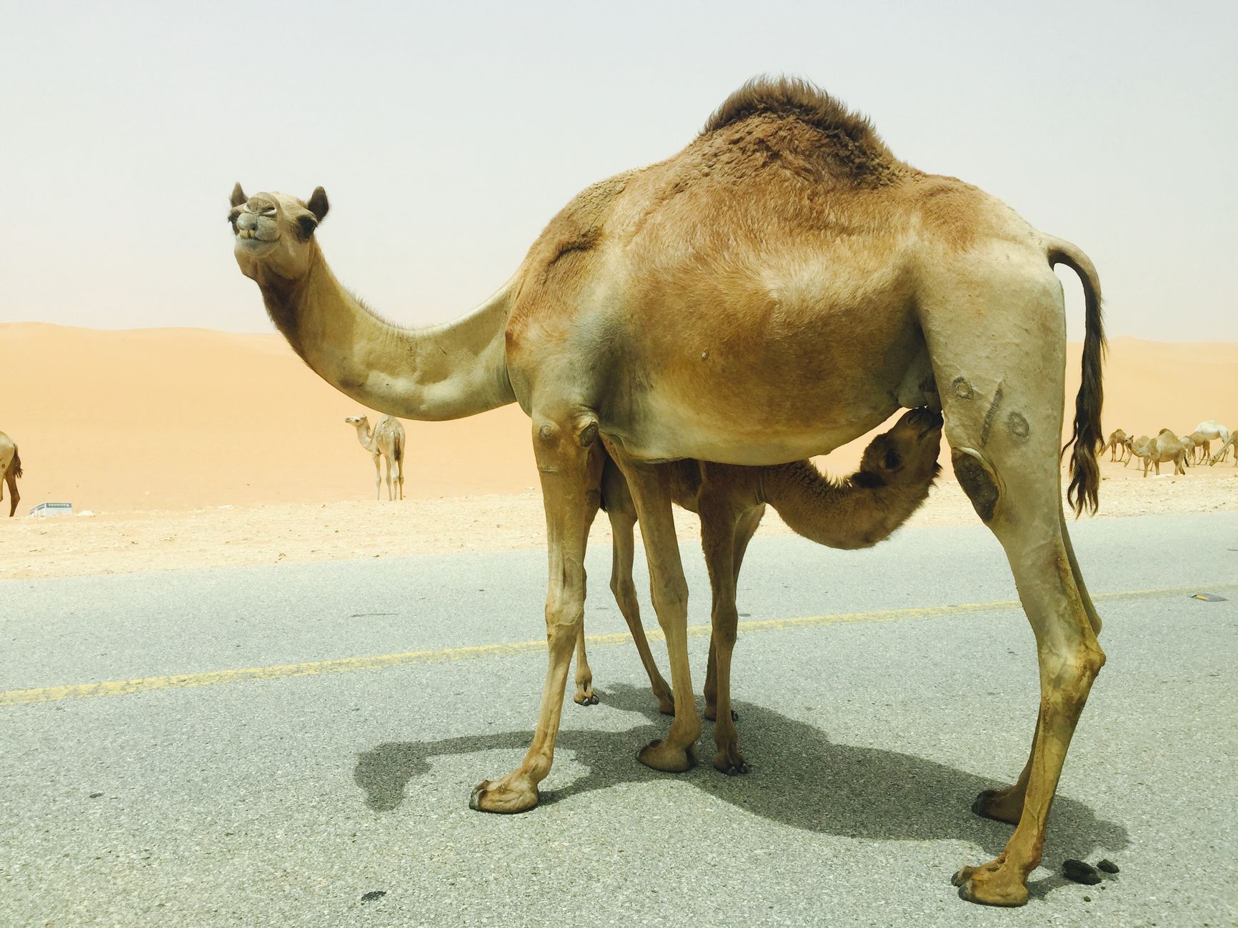 freeze-dried camel milk