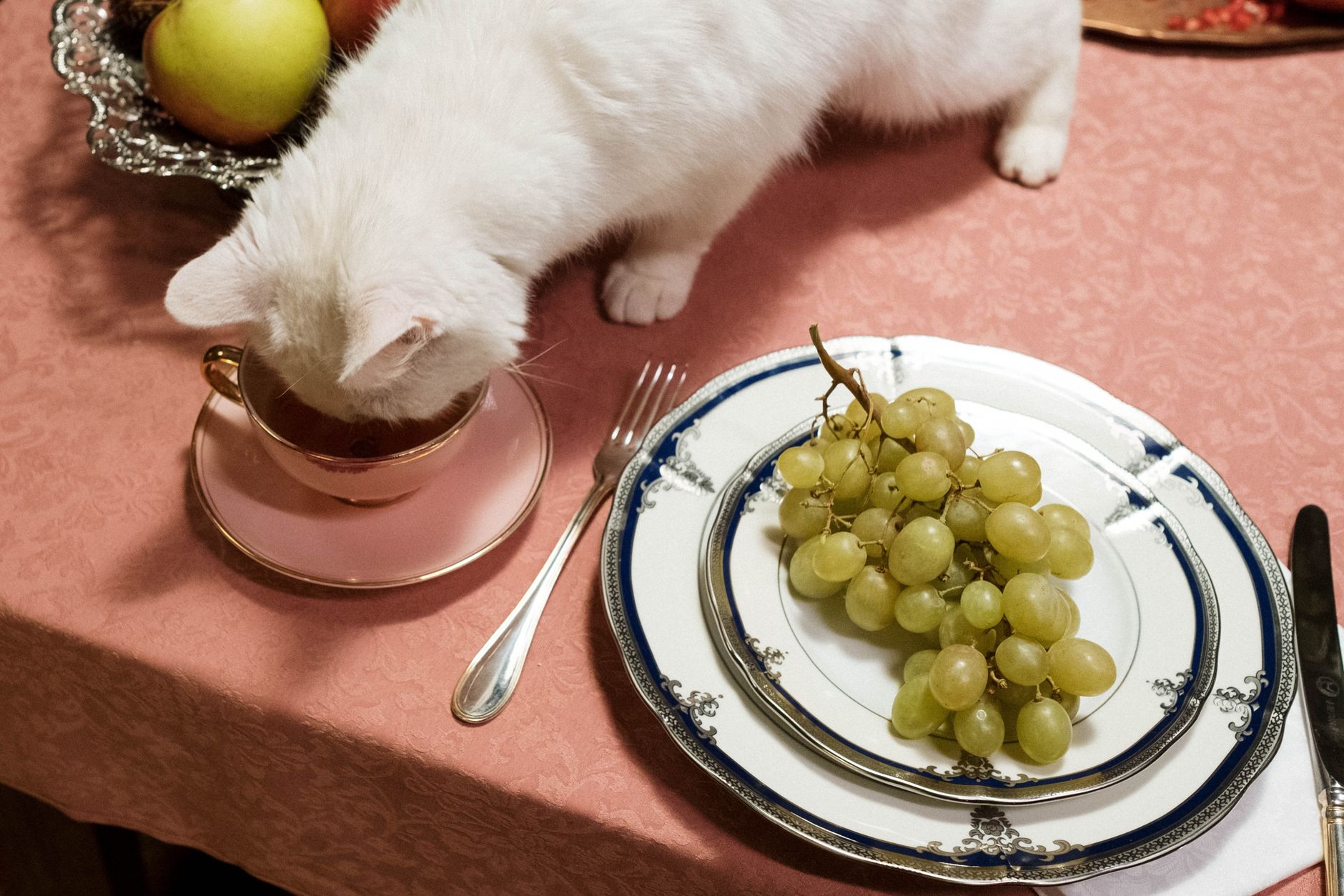 Inverted pet food cup: Is it the best serving solution?