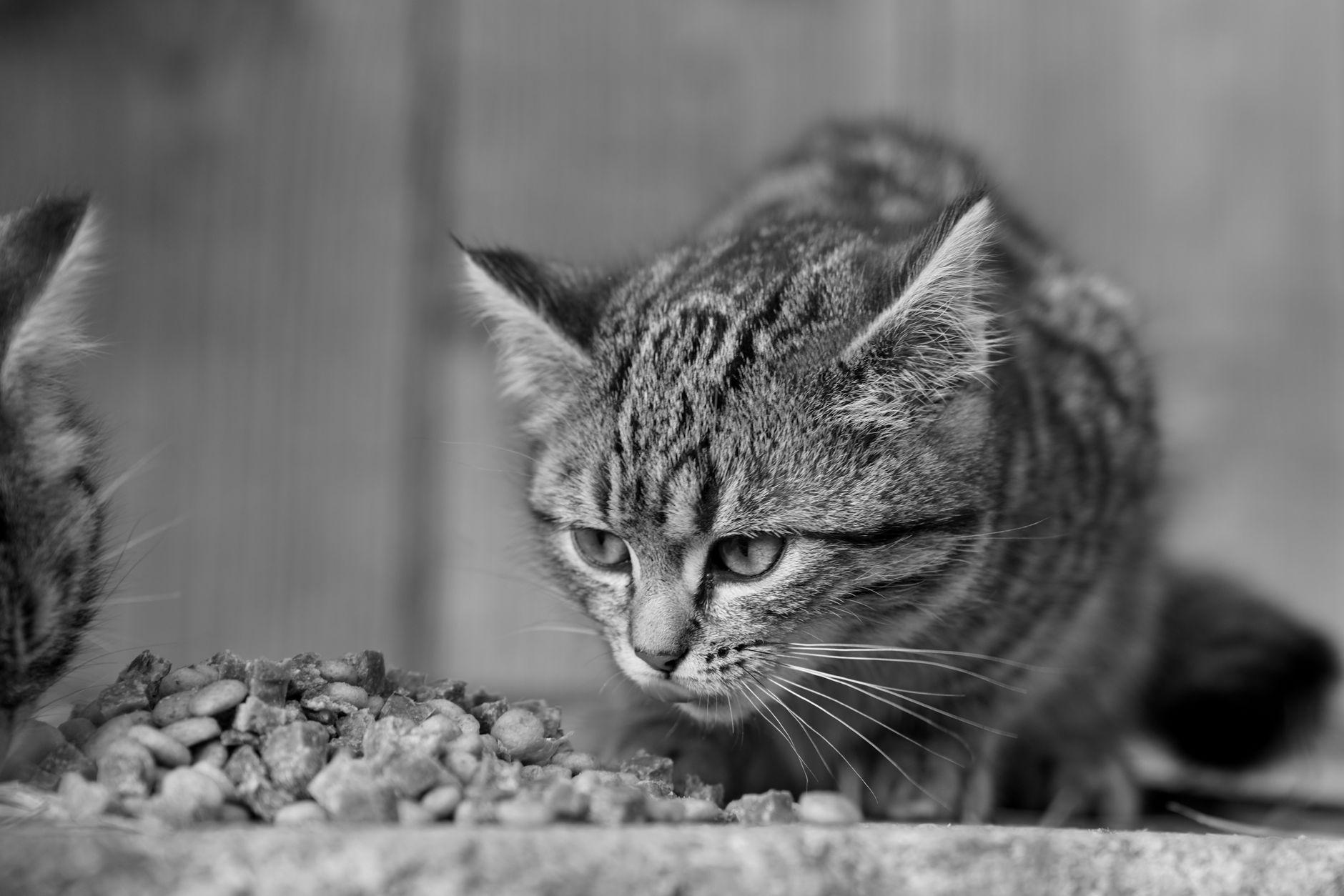 Is Limited-Edition Cat Food from Fancy Feast Worth It?