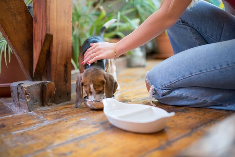 M&S pet food