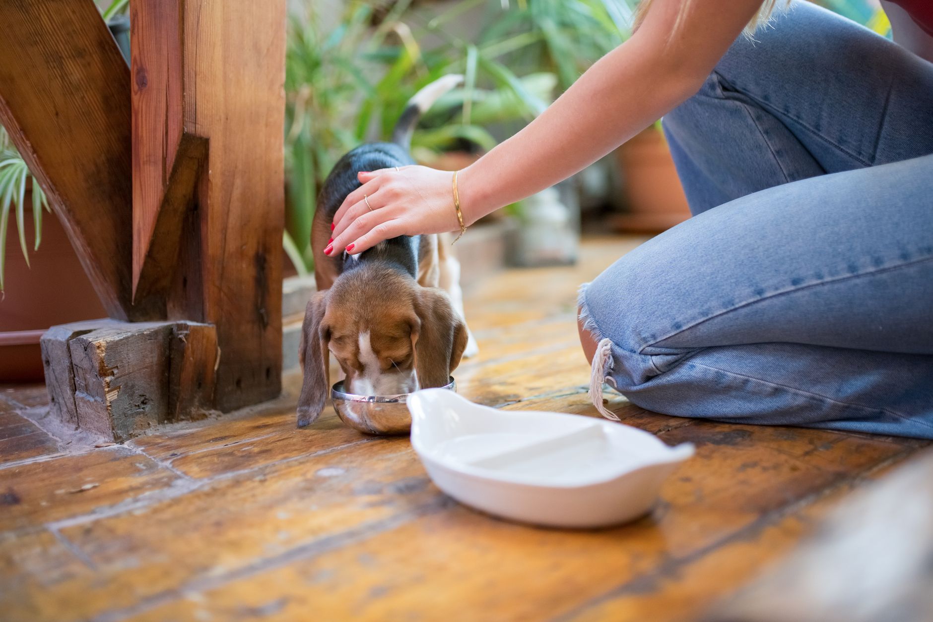 M&S pet food: Is it the best choice for your dog?
