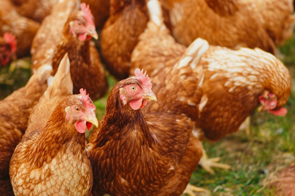 commercial layer farming scheme