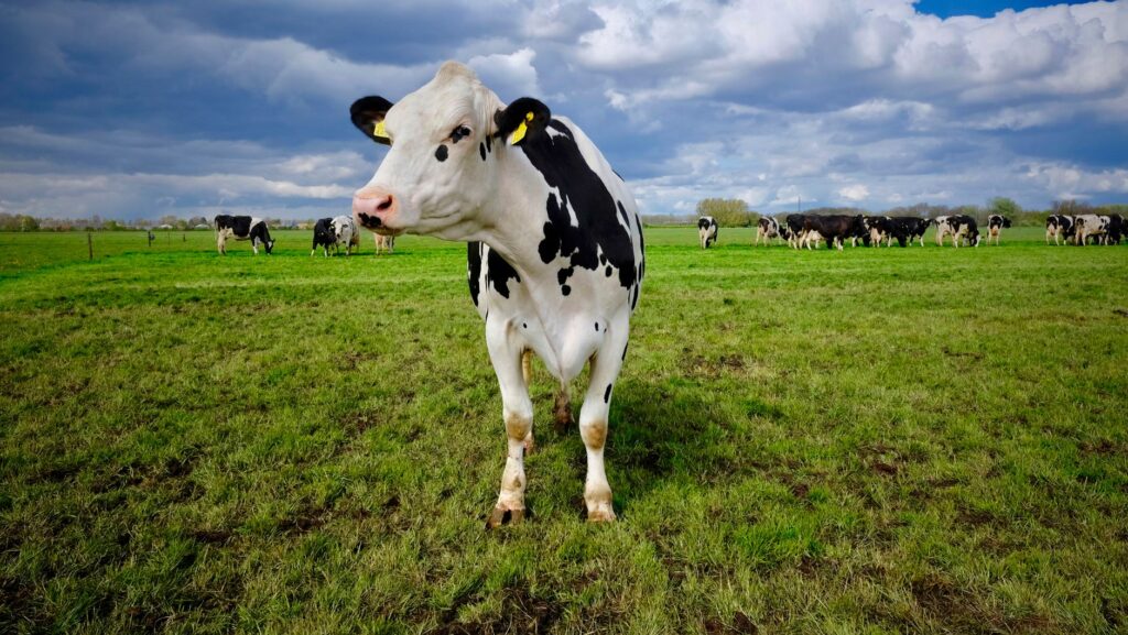 genetically testing cows