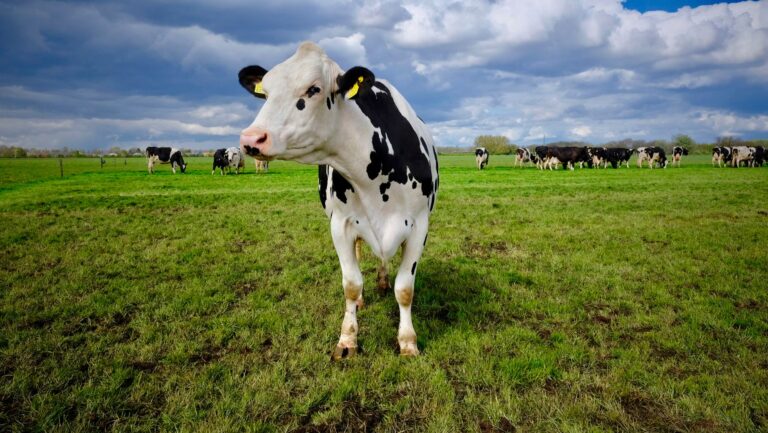 genetically testing cows