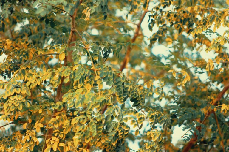 Moringa blend for nutrition