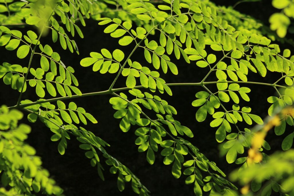 Moringa leaf blend