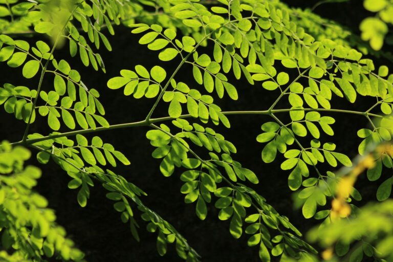 Moringa leaf blend